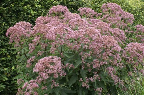 eupatorium maculatum phantom