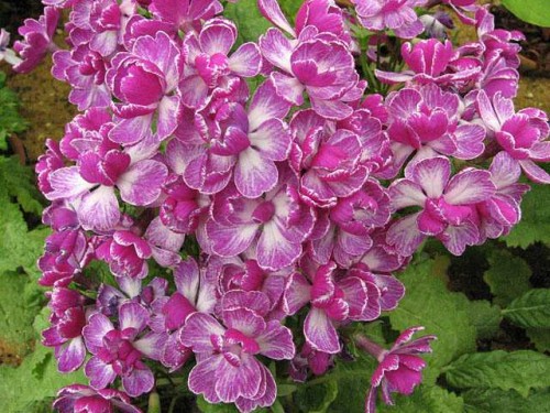 Primula sieboldii.jpg