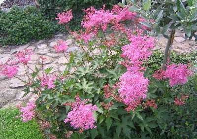 filipendula-palmata-nana