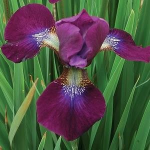 iris sibirica hubbart