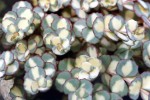 rozchodnik Siebolda "Mediovariegata" (łac. Sedum sieboldii) kod: 0792