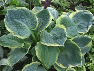 Hosta Pizzaz