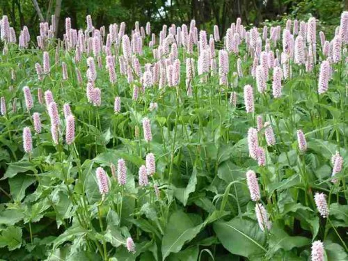 Polygonum bistorta.jpeg