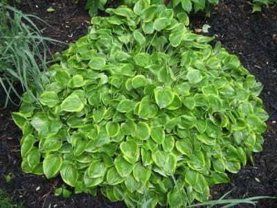 Hosta Golden Tiara.jpg