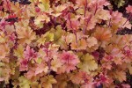 żurawka  "Marmelade" (łac. Heuchera) kod: 8730
