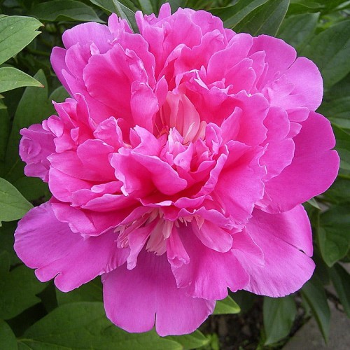 Paeonia lactiflora Amabilis