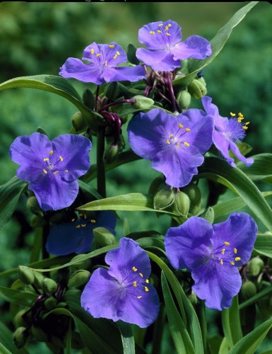 Tradescantia andersoniana-hybrid Jc Weguelin