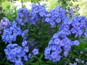 płomyk wiechowaty "Blue Paradise" (łac. Phlox paniculata) kod: 8833