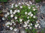 łyszczec rogownicowaty (łac. Gypsophila cerastioides) kod: 1865