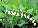 kokoryczka wielkokwiatowa (łac. Polygonatum multiflorum) kod: 1125