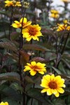 słoneczniczek  "Summer Nights" (łac. Heliopsis) kod: 9326