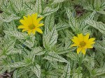 słoneczniczek szorstki "Loraine Sunshine" (łac. Heliopsis helianthoides) kod: 7377