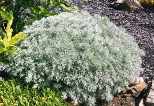 Artemisia_schmidtiana_'nana'.jpg