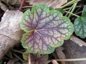żurawka amerykańska "Dales Strain" (łac. Heuchera americana) kod: 2306