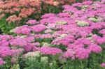 rozchodnik okazały "Meteor" (łac. Sedum spectabile) kod: 7538
