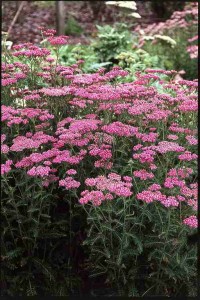krwawnik pospolity "Cerise Queen" (łac. Achillea millefolium) kod: 8522