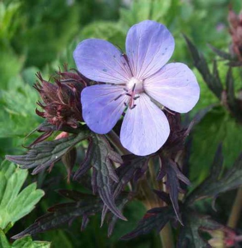 Geranium_New_Dimension_.jpg