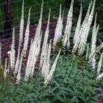 przetacznik wirginijski "Alba" (łac. Veronica virginica) kod: 5449