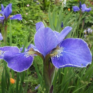 kosaciec syberyjski "Silver Edge" (łac. Iris sibirica) kod: 1538