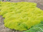 karmnik ościsty "Aurea" (łac. Sagina subulata) kod: 0288