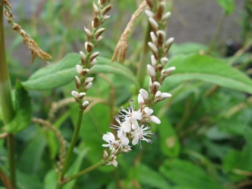 polygonum persicaria_amplexicaulis_alba