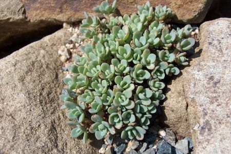 Sedum ewersii  nanum.JPG
