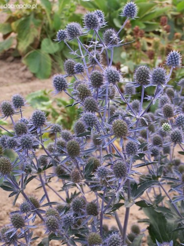 Eryngium planum