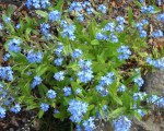 niezapominajka błotna (łac. Myosotis palustris) kod: 3159