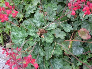 żurawka krwista "Leuchtkafer" (łac. Heuchera sanguinea) kod: 2442