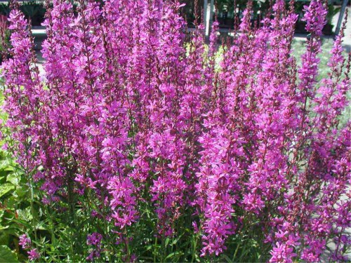 Lythrum virgatum Dropmore Purple