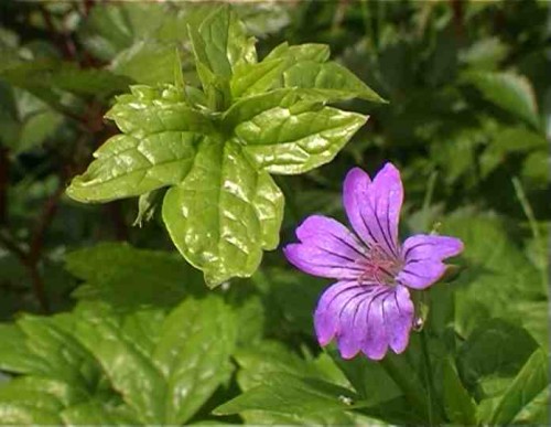 Geranium_nodosum.jpg