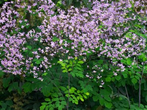 rutewka  (łac. Thalictrum rochebruneanum) kod: 8659