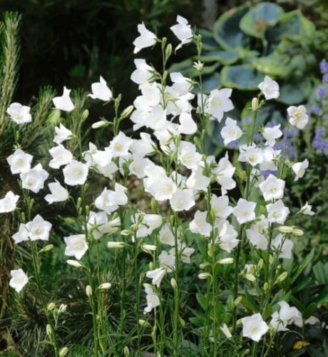 Campanula Persicifolia 'Alba'.jpg
