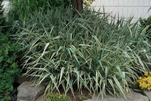 Phalaris arundinacea Feesey