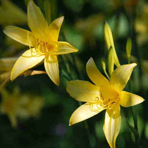 Hemerocallis lilioasphodelus.JPG