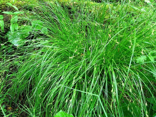 carex remota