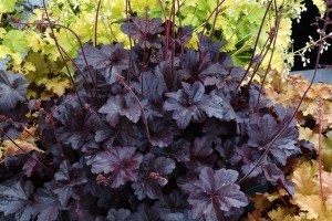 żurawka  "Obsidian" (łac. Heuchera) kod: 8881