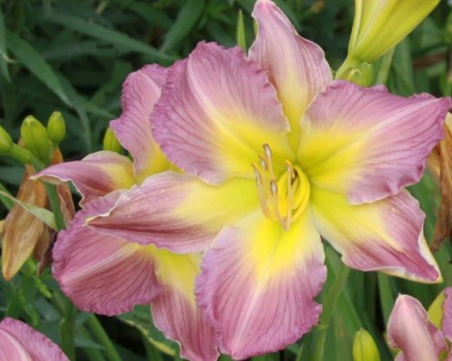 Hemerocallis Amethyst Jewel