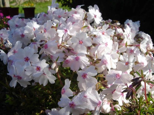 Phlox subulata Amazing grace
