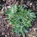 skalnica liścieniowata (łac. Saxifraga cotyledon) kod: 1412