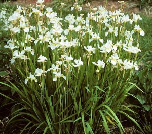 kosaciec syberyjski "White" (łac. Iris sibirica) kod: 0347
