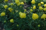 pełnik ogrodowy "Lemon Queen" (łac. Trollius cultorum) kod: 6807