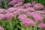 rozchodnik okazały "Carmen" (łac. Sedum spectabile) kod: 0181