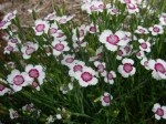 goździk kropkowany "Arctic Fire" (łac. Dianthus deltoides) kod: 3080