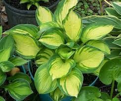 HOSTA Great Expectations.jpeg