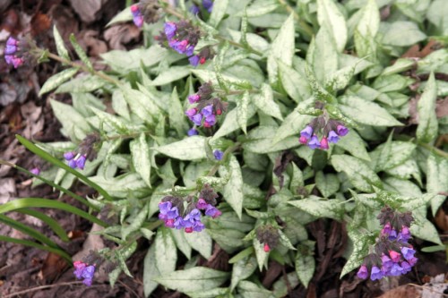 Pulmonaria Diane Clare