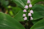 konwalia majowa "Rosea" (łac. Convallaria majalis) kod: 0066