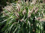 rozplenica japońska "Moudry" (łac. Pennisetum alopecuroides) kod: 9280
