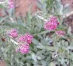 ukwap  (łac. Antennaria hansii) kod: 6360