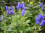 tojad Fischera "Arendsii" (łac. Aconitum carmichaelii) kod: 3460